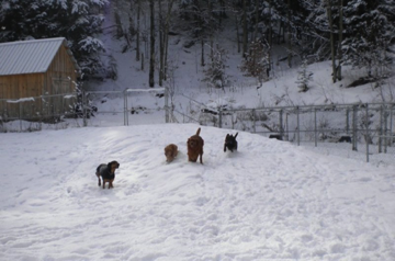 DUDE, ABBY, MOE & BELLA